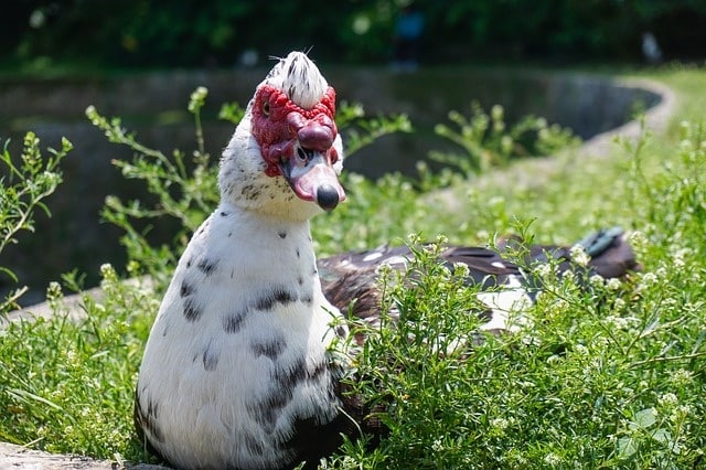 Reproduction Du Canard De Barbarie Poulailler Bio