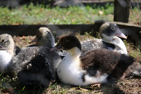 Comment faire ses canards mulards - croisement : | Poulailler bio