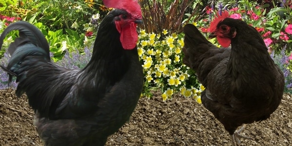 Poule Gasconne Poulailler bio