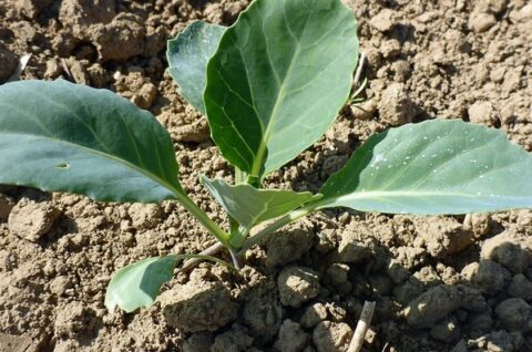 Le chou-rave culture bio en permaculture : culture fac