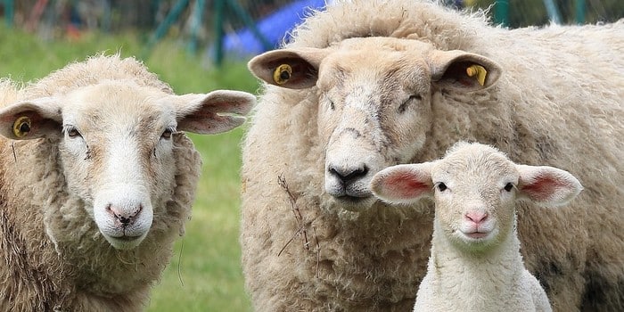 Quel ge Pour Adopter Un Mouton UIEB quel-ge-pour-adopter-un-mouton-uieb