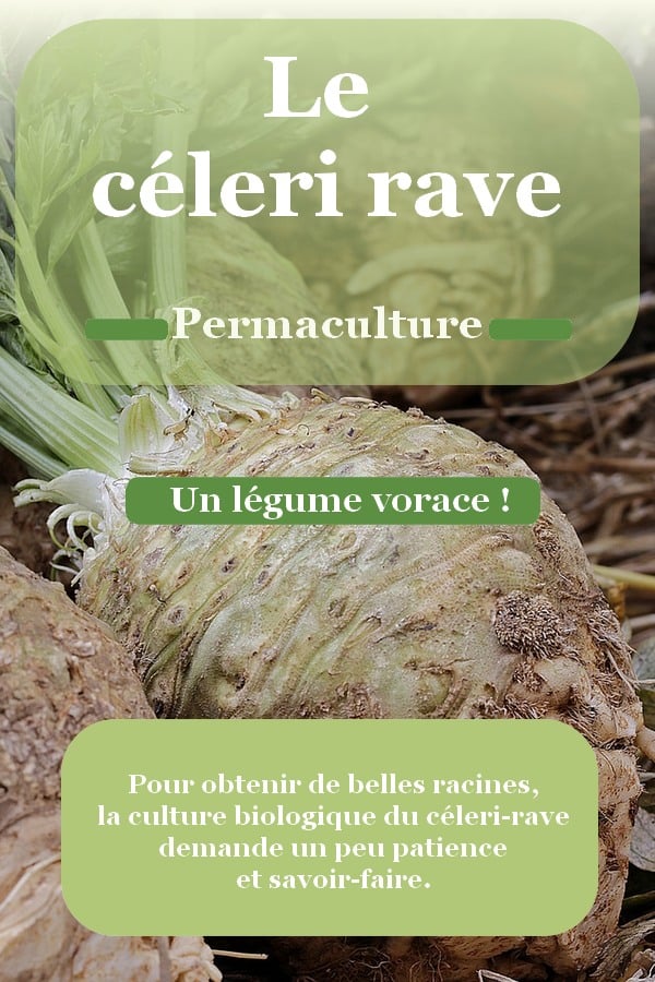 Céleri rave : une énorme racine pour la cuisine.